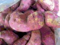 Süßkartoffeln gibt es jetzt schon beim Nachbarn Mosambik