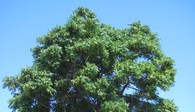 Riesiger Neem-Baum in Lilongwe, Malawi