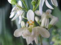 Moringa-Blüte