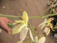 Moringa-Blüte