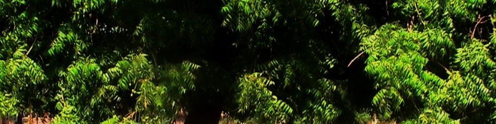 Blätterdach des Niem-Baumes, Ngona, Active Aid in Africa