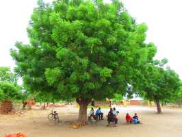 Schatten unterm Neem-Baum, Active Aid in Africa, Malawi, Ngona